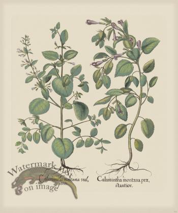 Besler 232 Colored  B2